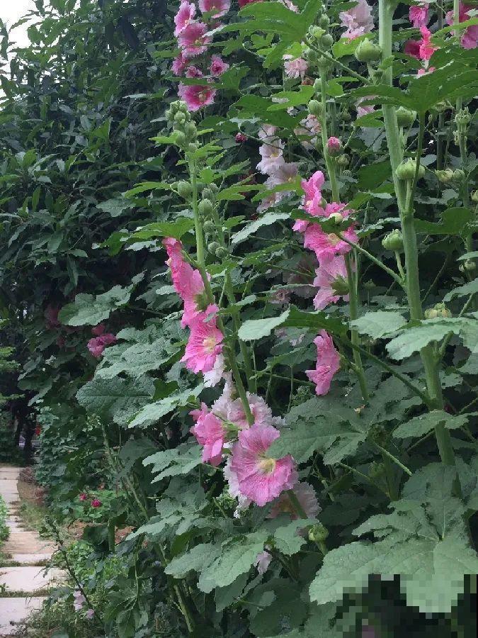 我想回农村,院子里养花、种菜,过清闲日子 我想回农村,院子里养花、种菜,过清闲日子