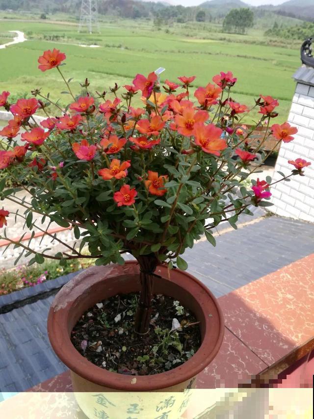 塑料瓶、油桶,养花做造型,真是绝了! 塑料瓶、油桶,养花做造型,真是绝了!