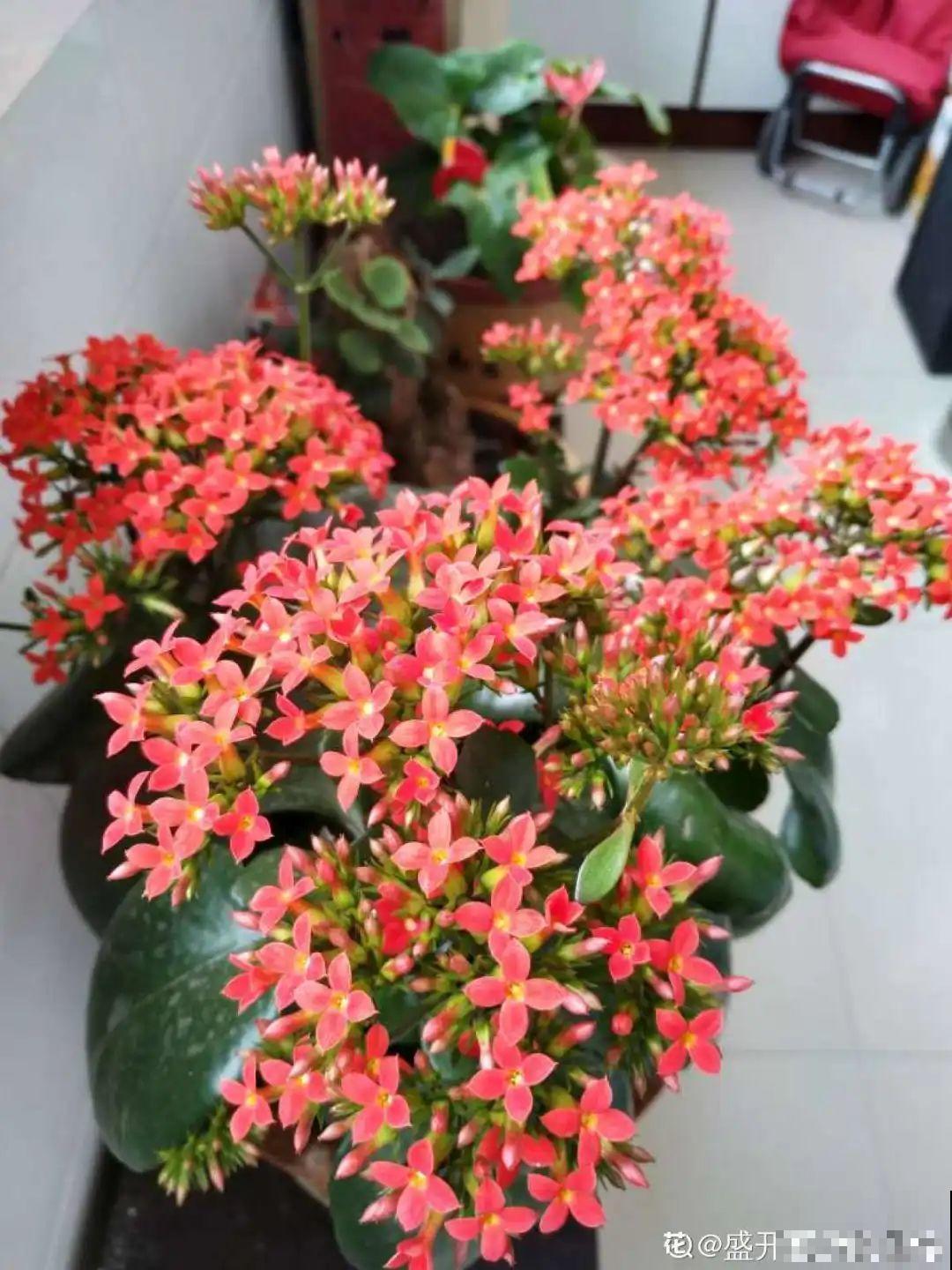 11种花夏天少浇水，否则3天就死了！