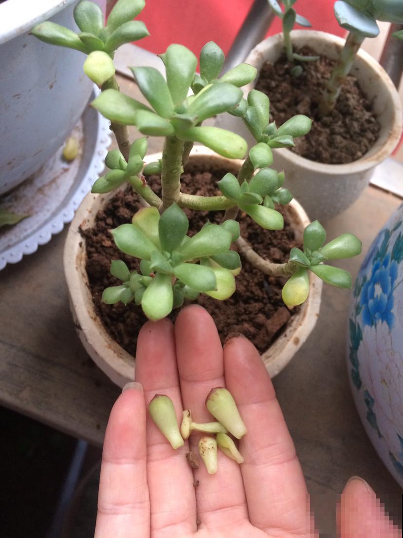 多肉出现4个现象，说明在向你求救，抓紧时间治