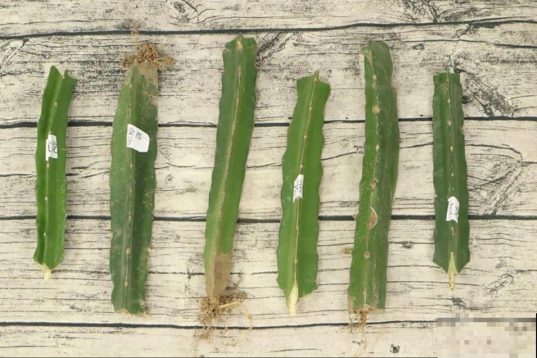 火龙果的叶子长得眼熟，仔细一看竟是蟹爪兰，还能接出甜果子！