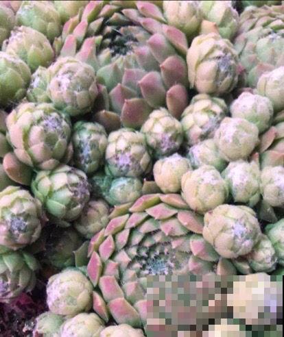多肉配土很重要，稍有不慎就烂根，最佳配比秘方送给你！