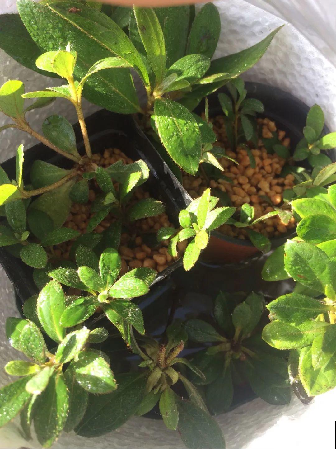 3种花，下雨天扦插，生根快、不黑杆！