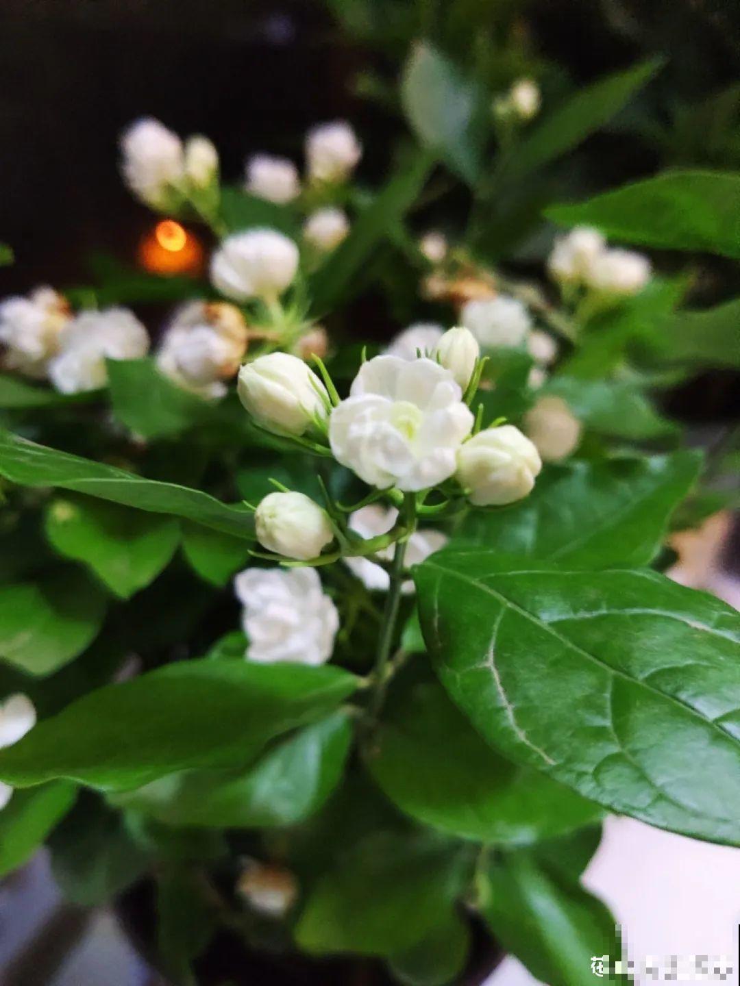 叶子唰啦全剪了，竟然冒出满盆花苞，神奇！