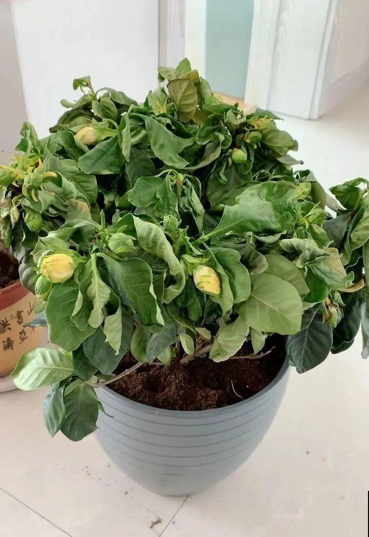 夏天花卉叶子哗哗掉,赶紧遮阴,不然掉成光杆司令 夏天花卉叶子哗哗掉,赶紧遮阴,不然掉成光杆司令