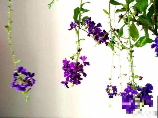 活的“香水花”，开一朵，家里香气飘飘！