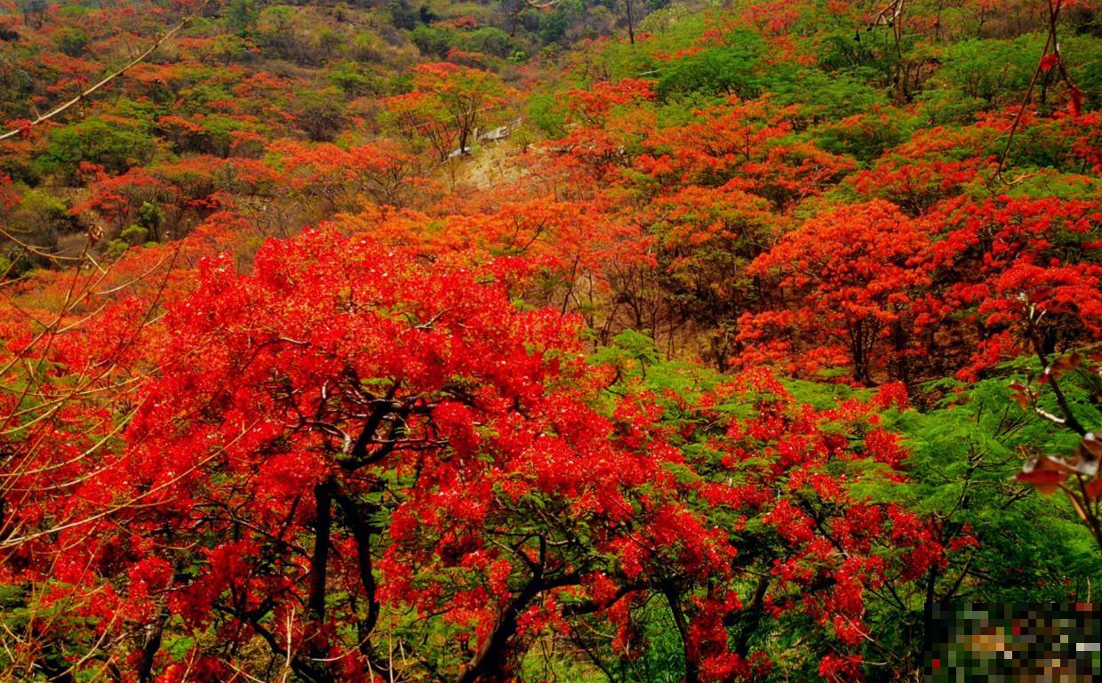 6种“红色”花,一开一大片,疯长起来拦不住! 6种“红色”花,一开一大片,疯长起来拦不住!