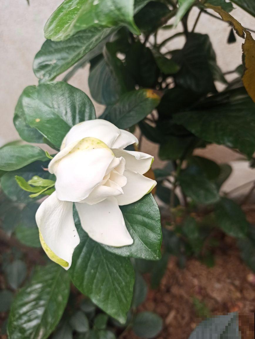 栀子花买回家就黄叶，原来是选苗出问题，4个方法选到壮花苗