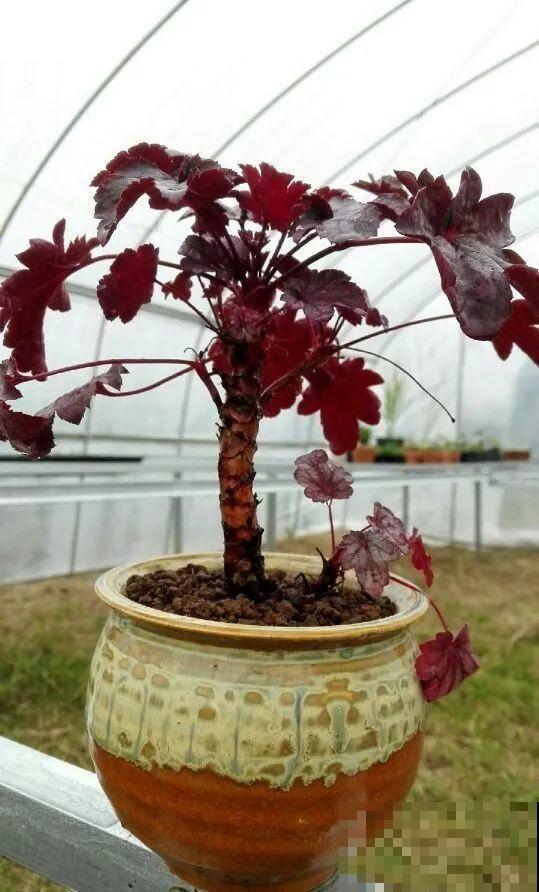 虎皮兰,红掌,吊兰养成老桩,变成大树,真壮观! 虎皮兰,红掌,吊兰养成老桩,变成大树,真壮观!