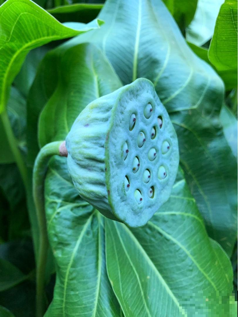 8种花，掐个叶子拌凉菜，越吃越养人