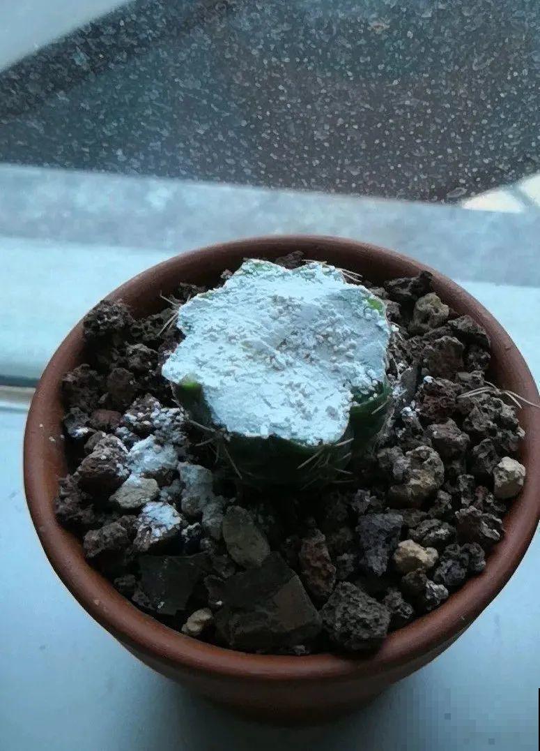 1根绳子扯一下，枝条冒出20个芽，一不小心拉断了！