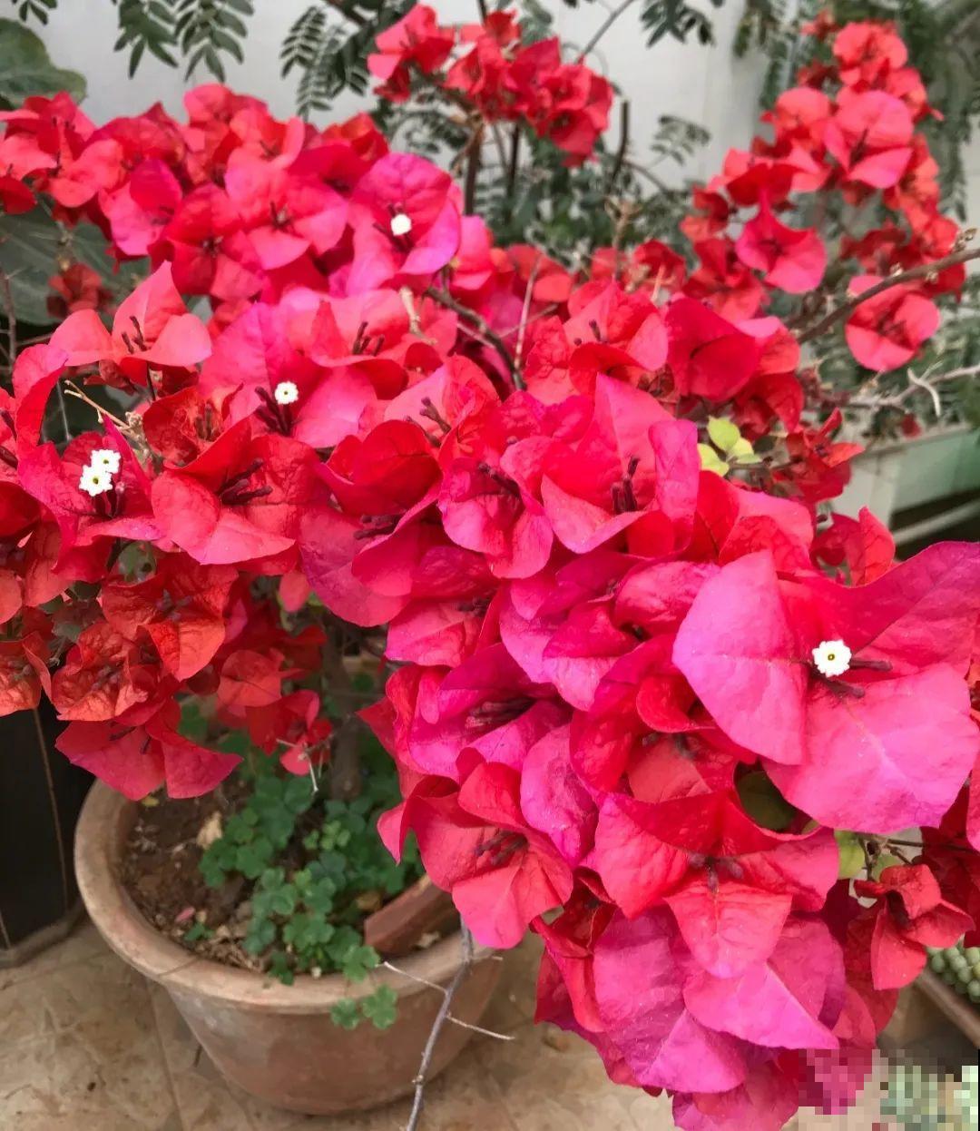 8种花，5月要赶紧修剪，剪完了还能窜新芽