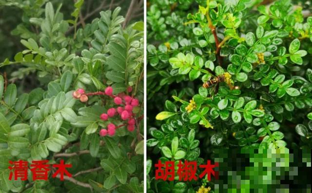 花骗子最爱卖的5种花，养花小白要记住，擦亮眼睛不上当