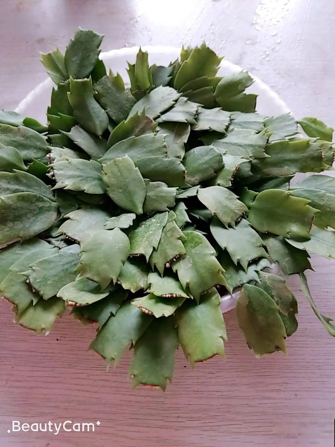8种花夏天太容易死,现在赶紧扦插,死了也不心疼! 8种花夏天太容易死,现在赶紧扦插,死了也不心疼!