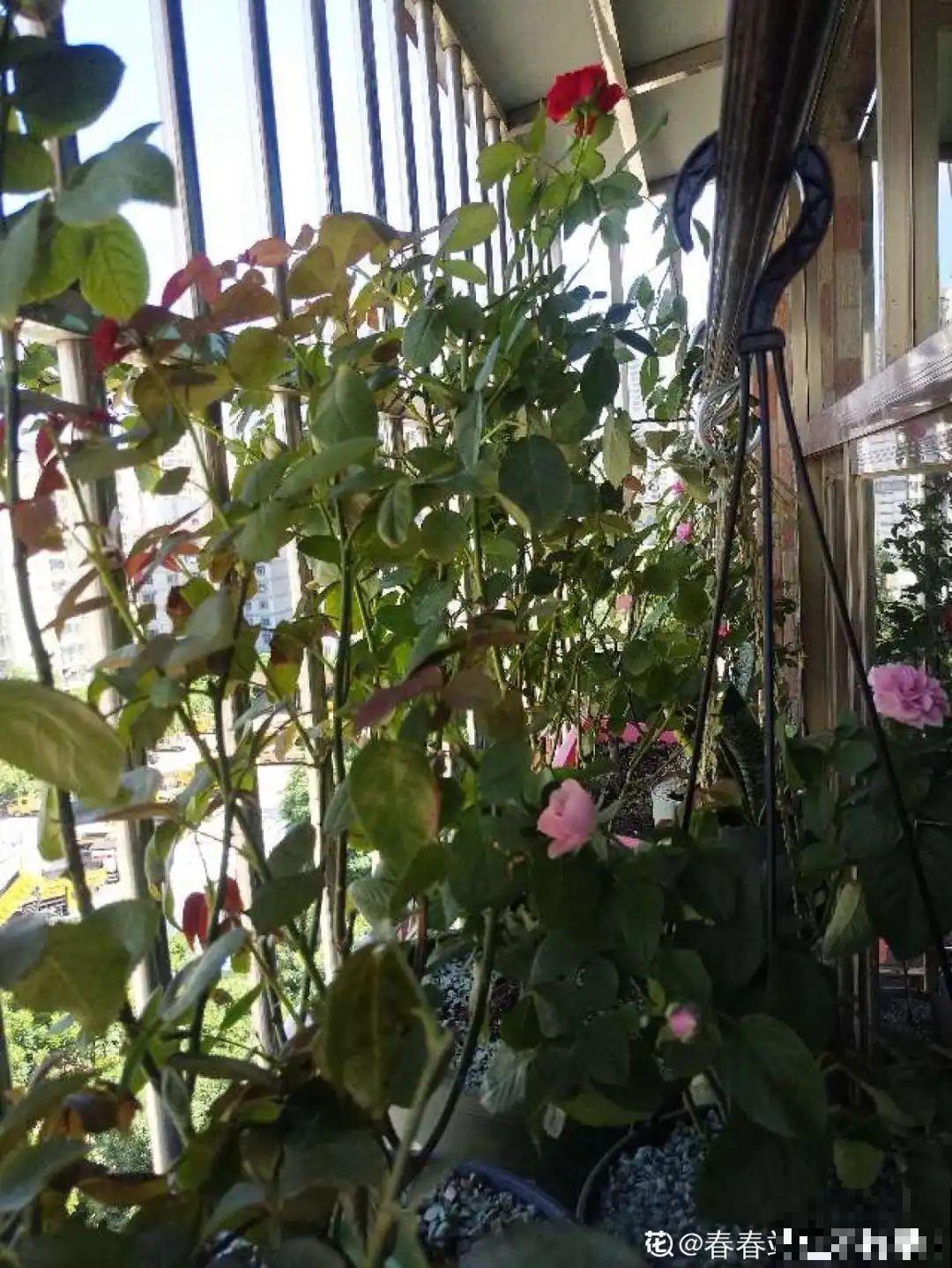 夏天养花,这个地方千万别摆,否则3天死翘翘! 夏天养花,这个地方千万别摆,否则3天死翘翘!