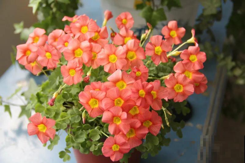 花养得好,别嘚瑟,小心被伸手党给薅走了! 花养得好,别嘚瑟,小心被伸手党给薅走了!