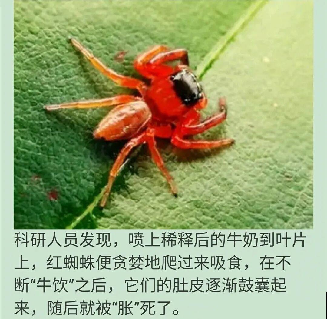 自制杀菌水、杀虫水，3天给花喷一次，虫病全扫光！