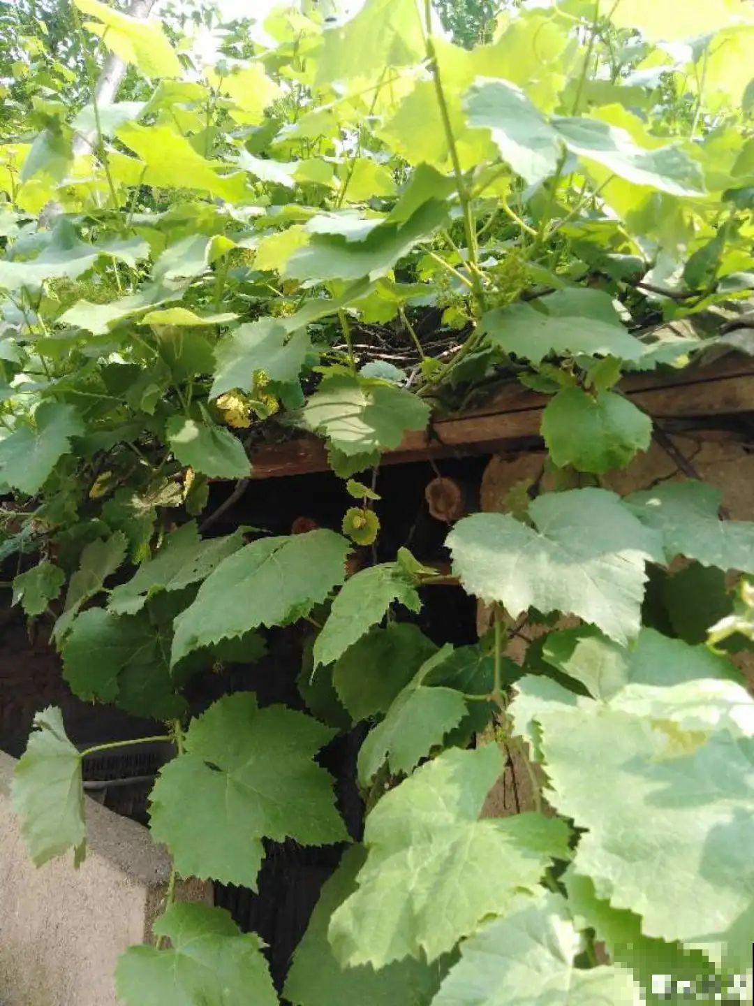 佛手瓜寓意好,家里养一棵,果子挂满枝头 佛手瓜寓意好,家里养一棵,果子挂满枝头