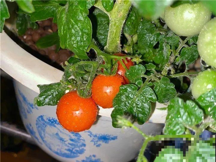 花盆里种点菜,割一茬长一茬,买菜不花钱 花盆里种点菜,割一茬长一茬,买菜不花钱