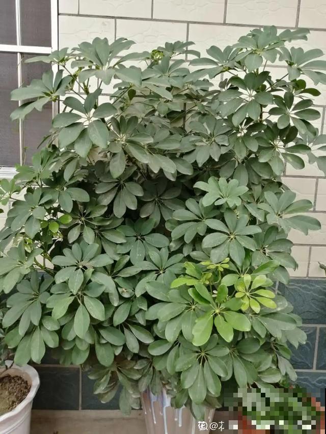 家里养这6种花，清新杀菌去异味，空气干净身体好