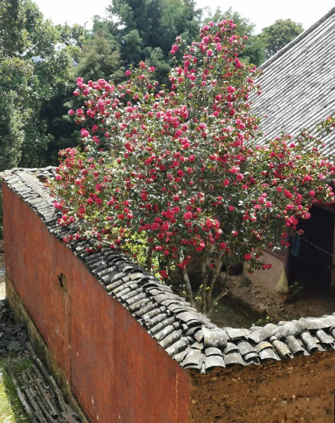 门口养棵大花树,风吹就开花,20年变成传家宝! 门口养棵大花树,风吹就开花,20年变成传家宝!
