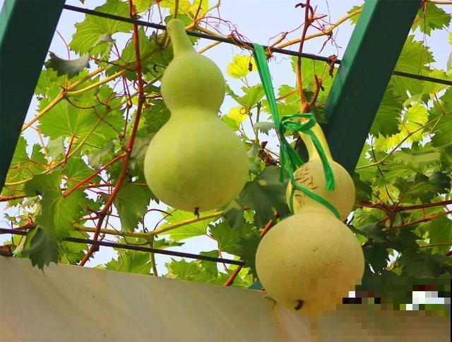 5种果树能“守家”，果子红彤彤挂满枝，寓意极好！