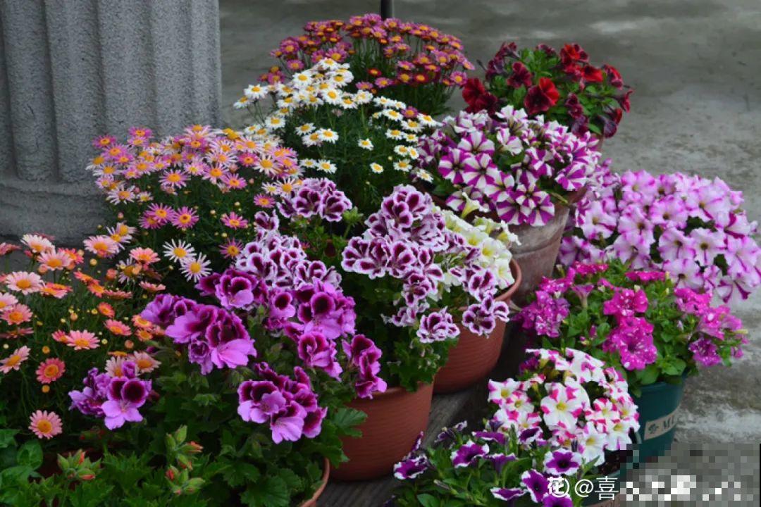 18种最好养的花大盘点，绿萝只能排倒第一！