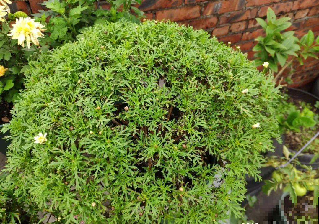 绣球马上剪，下个月就晚了，错过明年不开花