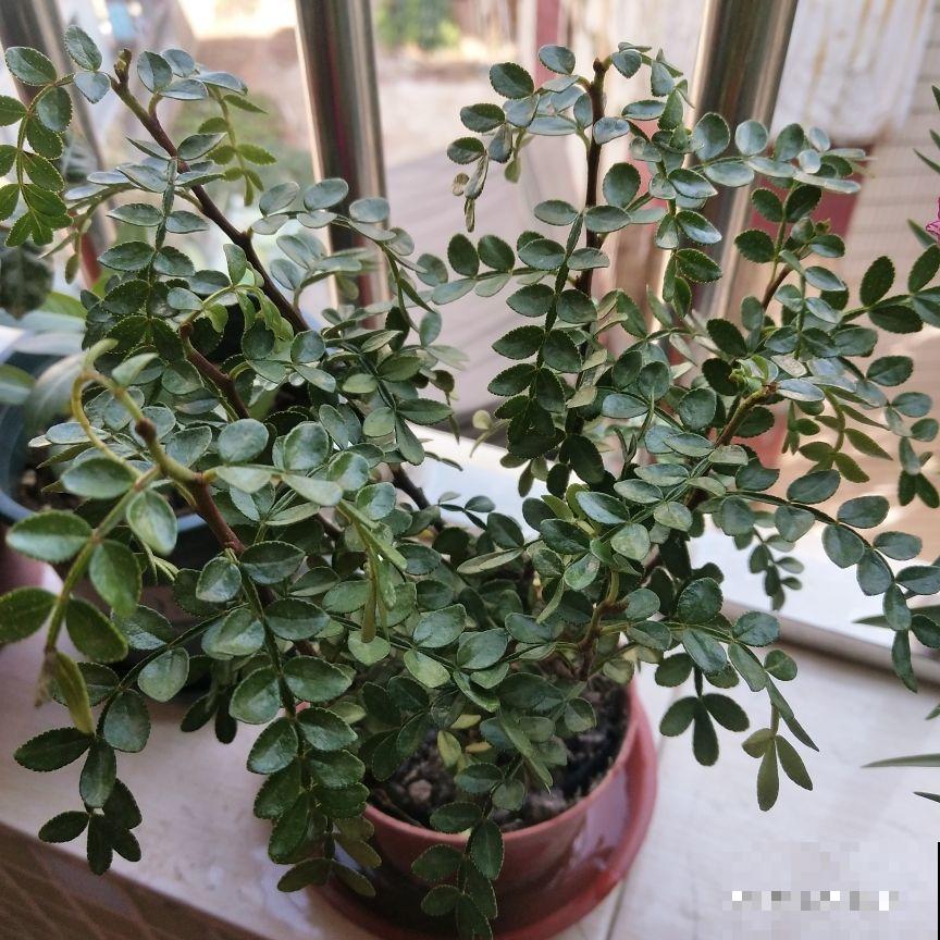 夏天蚊虫那么多，不如种上几棵驱蚊植物，效果大大的！