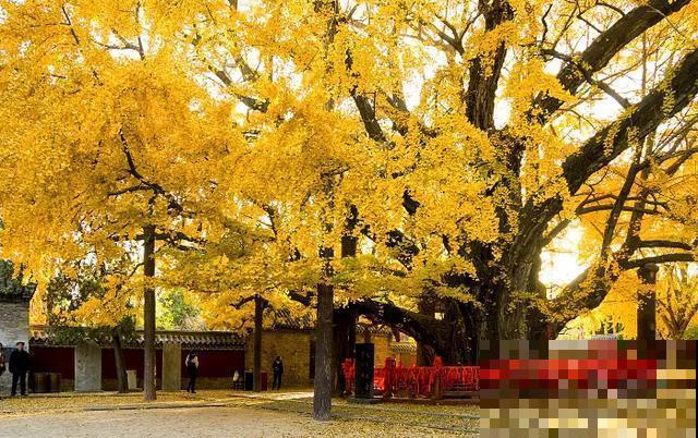 中国8大古树，历经千年不倒，最老一棵4000岁！