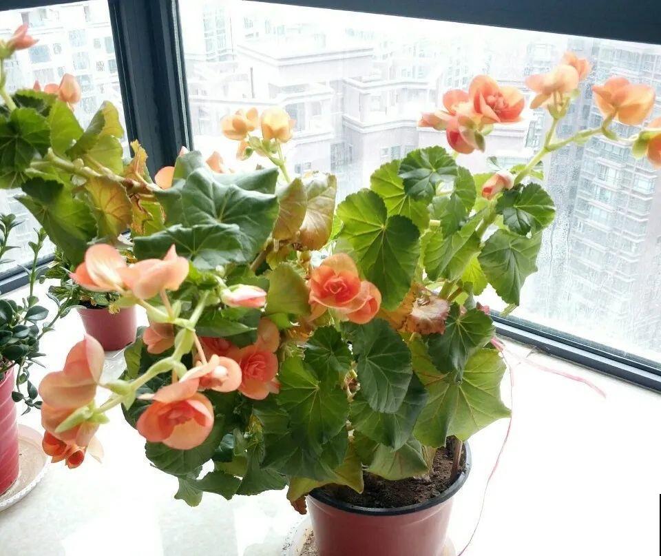 修剪时间到了，有这花赶紧剪，剪完很快又开花！