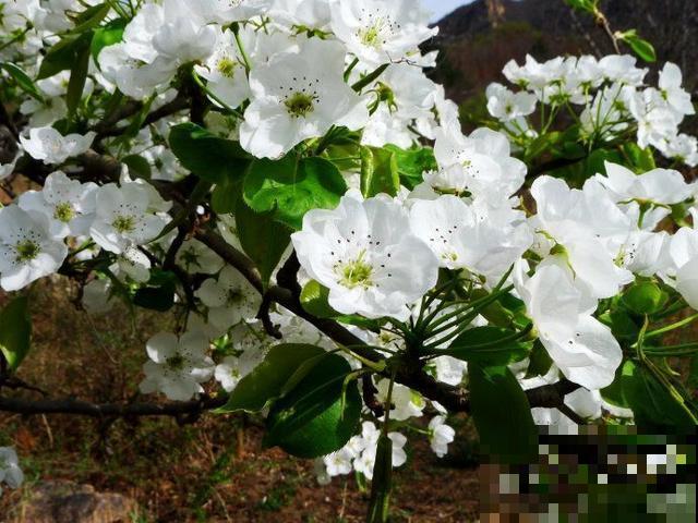30首与花有关的老歌，满满的回忆，每一首都很经典！