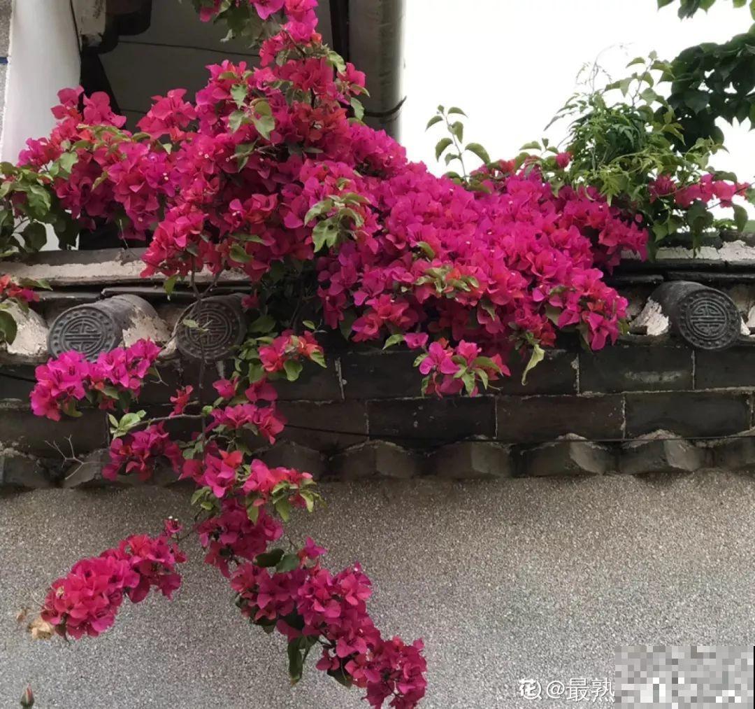 超耐热的三角梅，30℃仍然疯狂开花，爬成一面大花墙！