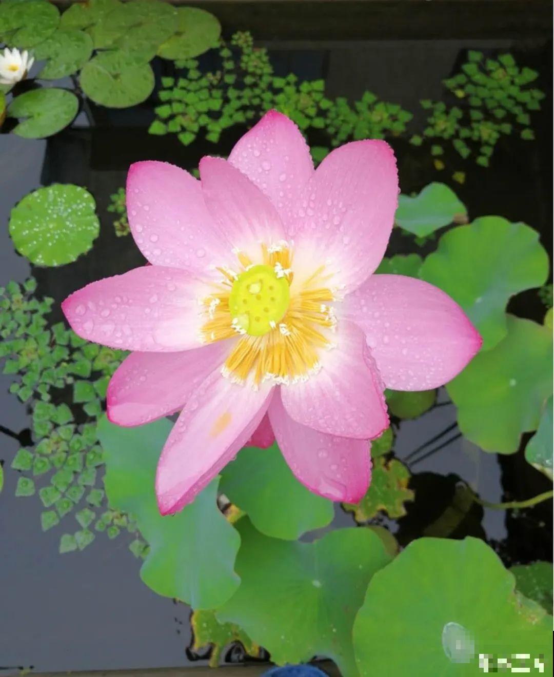 10种花就得种在大水缸，夏天不休眠，越热越开花