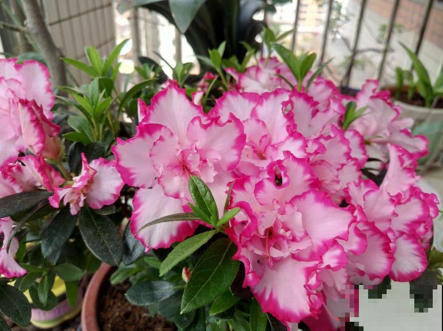 6夏天这3种花最爱黄叶子,找根筷子通一通,黄叶全消失! 6夏天这3种花最爱黄叶子,找根筷子通一通,黄叶全消失!