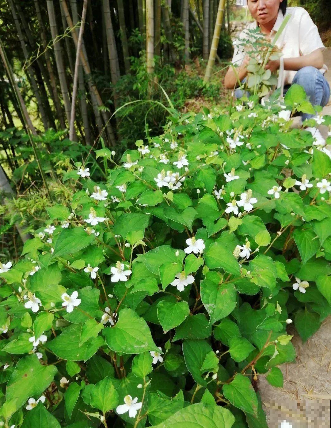 8种花夏天必须养,掐一把炒菜特别香,清热去火不中暑! 8种花夏天必须养,掐一把炒菜特别香,清热去火不中暑!