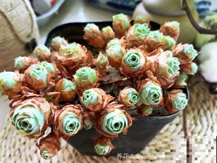 7月出梅，7月入伏，这些花赶紧收拾了！