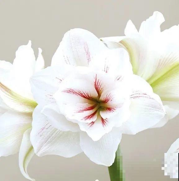 1个“洋葱”埋盆里，开花比脸还大，养10年挖出一大盆！