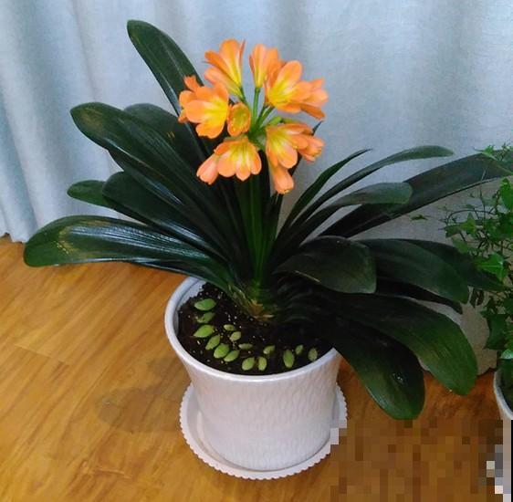 花市常见的7种花，买回家总是养不活，就是因为不会浇水！