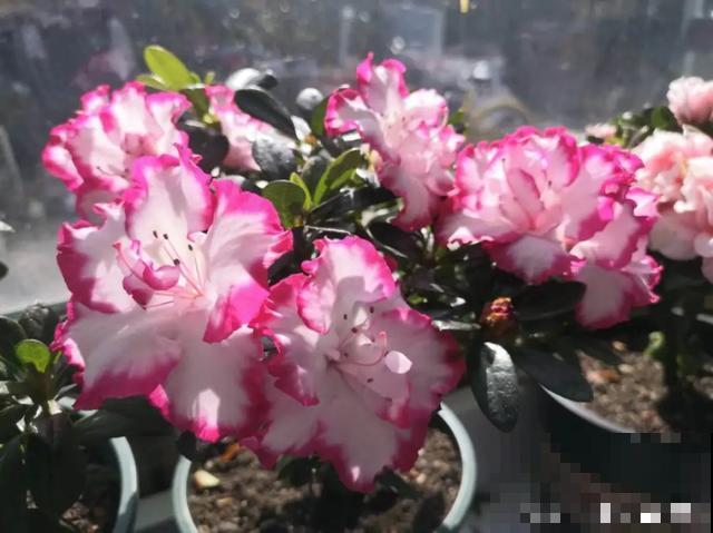 地栽的花就是强大，屋外疯长一院子，屋内孱弱不开花