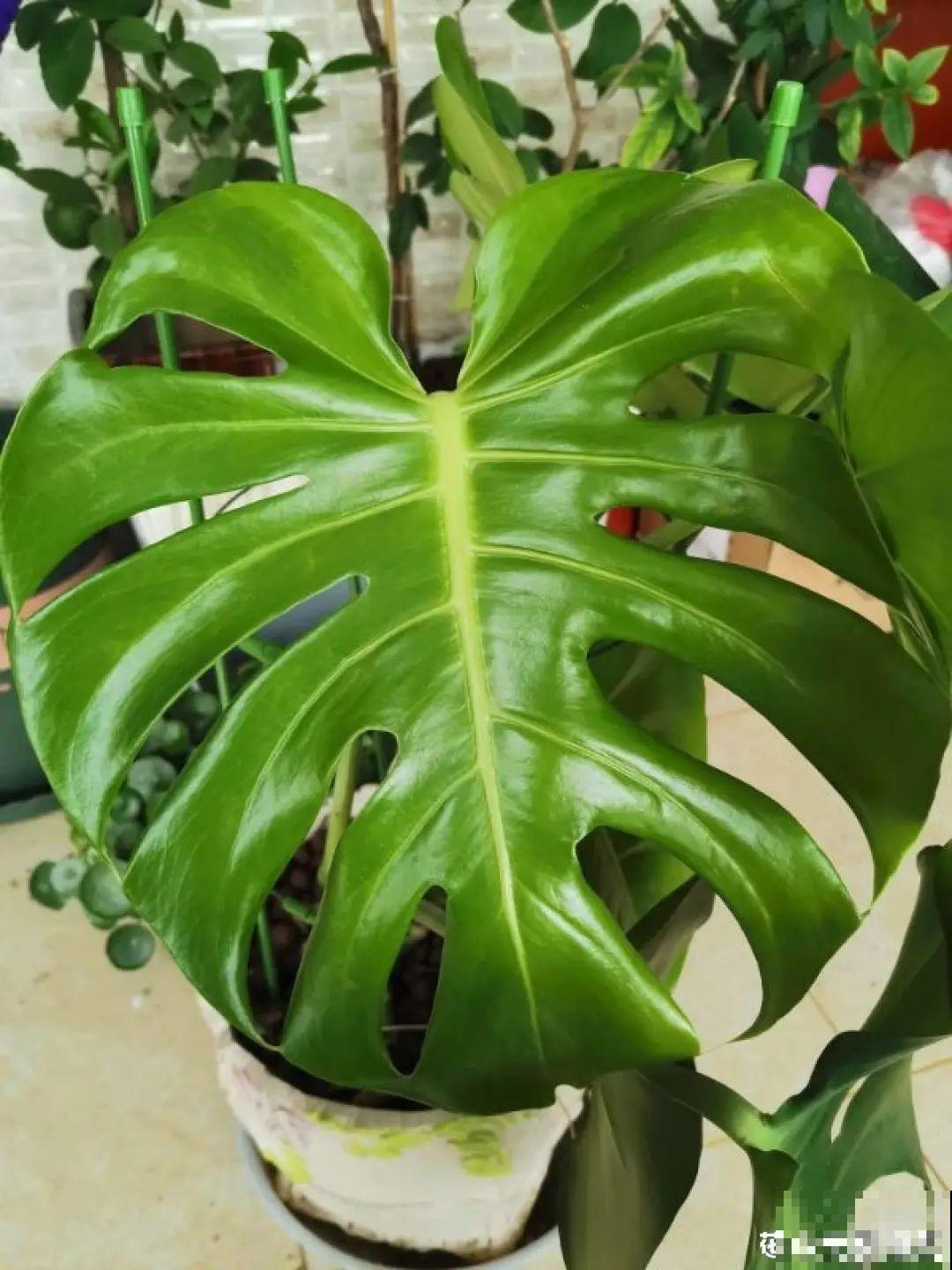 家里养这20种花,呼呼开花,花多得看不见叶 家里养这20种花,呼呼开花,花多得看不见叶