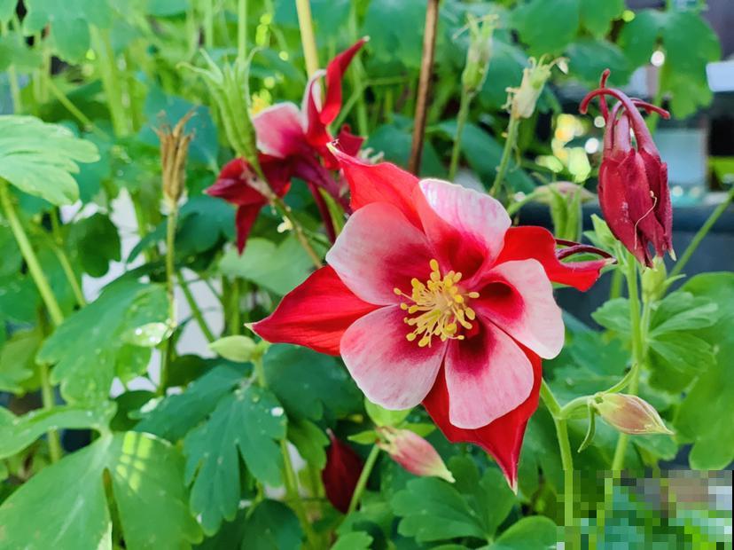 耧斗菜究竟是菜还是花？开花独特迷人眼，现在正是花期！
