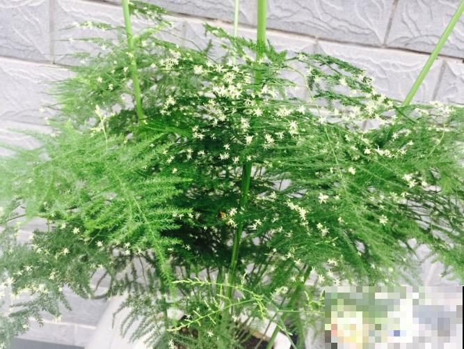 最适合懒人养的花，种上不用管，随便养养都爆盆！