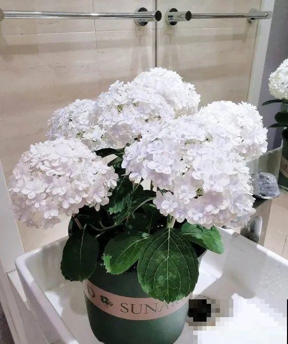 绣球马上剪，下个月就晚了，错过明年不开花