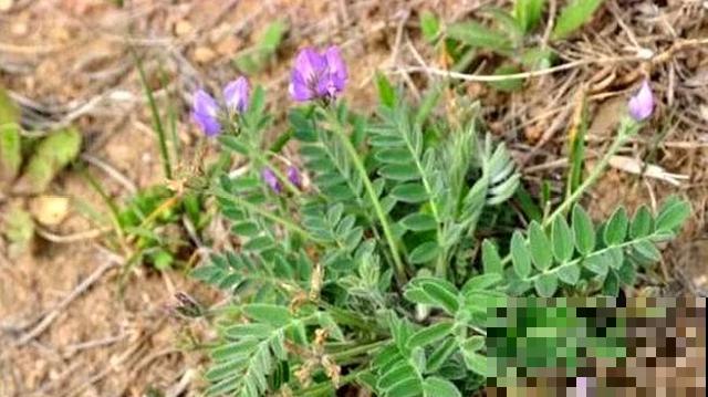野草名叫米口袋,据说饥荒年代靠它活命,现在喂猪膘大肉肥! 野草名叫米口袋,据说饥荒年代靠它活命,现在喂猪膘大肉肥!