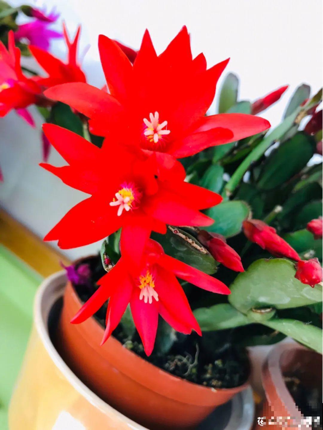 1种花，名叫假昙花，开花上百朵，美翻了