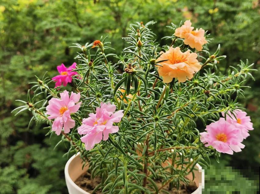 死不了的太阳花，夏天能把盆撑破，20多个品种你都没见过！