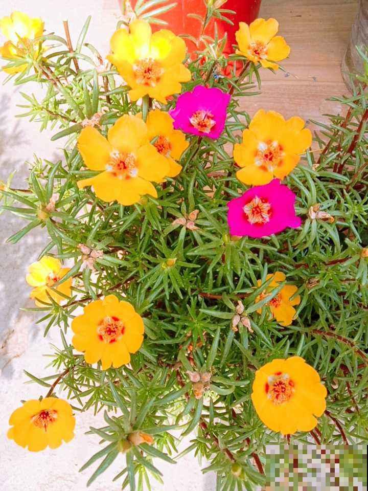 夏天扦插4种花,生根特容易,新手也能插活 夏天扦插4种花,生根特容易,新手也能插活