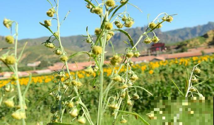 野外有哪些危险的植物？5种有毒植物，一定要避开！