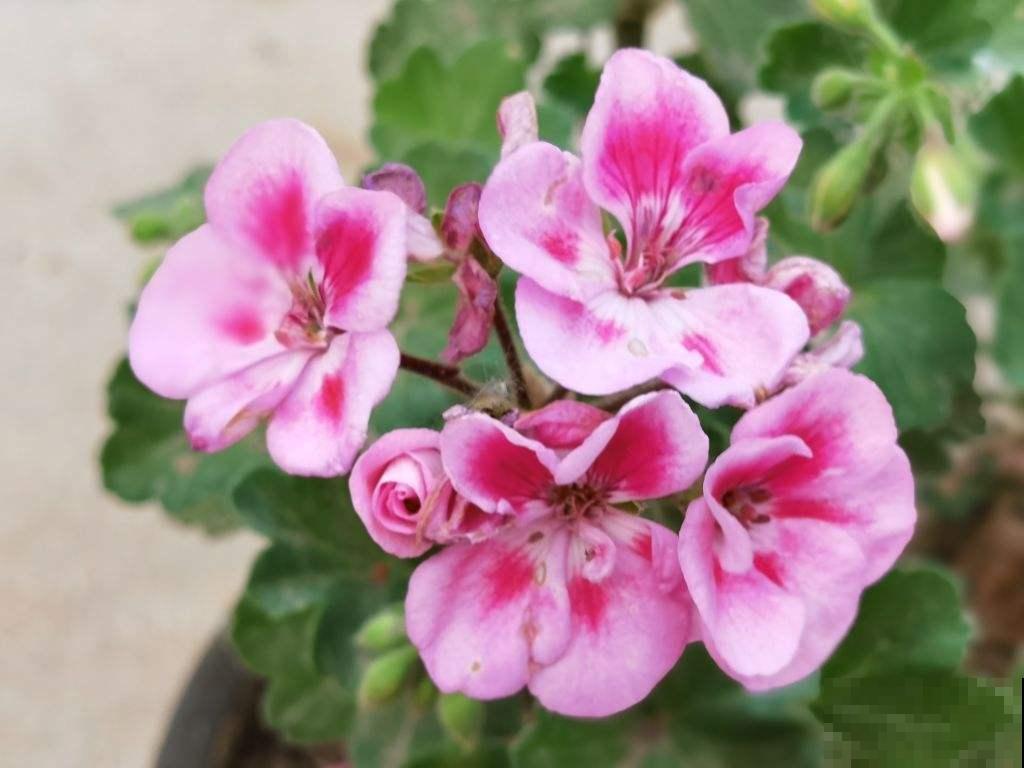 养花的10大好处,爱养花的你,一定要看 养花的10大好处,爱养花的你,一定要看